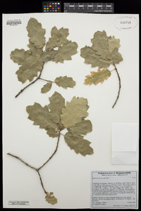 Quercus x morehus image