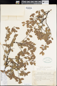 Arctostaphylos hookeri subsp. hookeri image