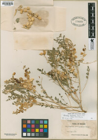 Astragalus lentiginosus var. salinus image