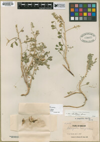 Astragalus lentiginosus var. platyphyllidius image