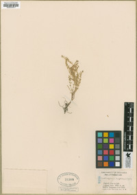 Astragalus leptaleus image