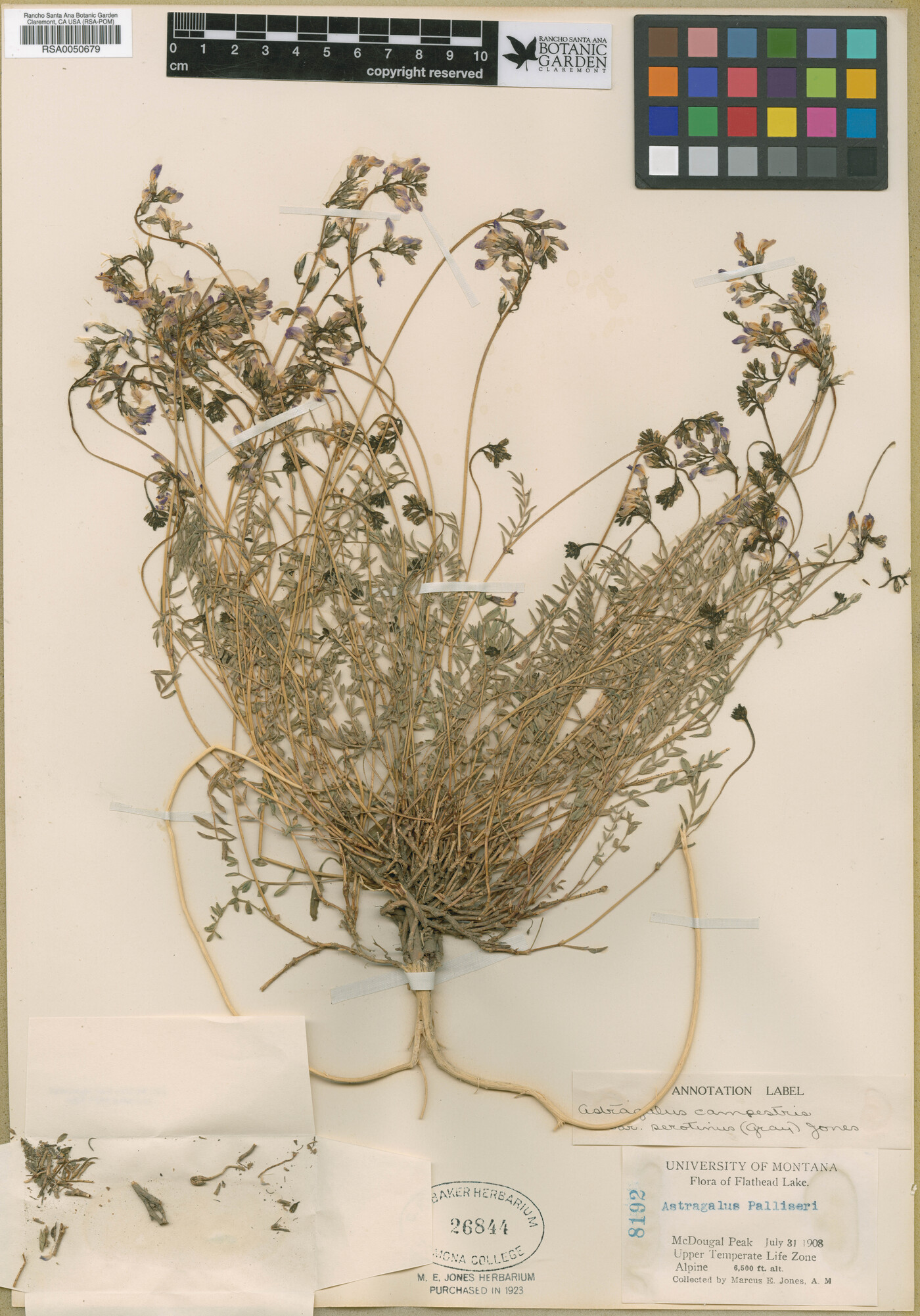 Astragalus miser var. serotinus image