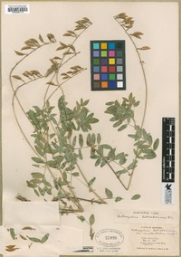 Astragalus alpinus image