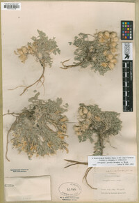 Astragalus purshii image