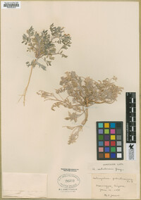 Astragalus sabulonum image