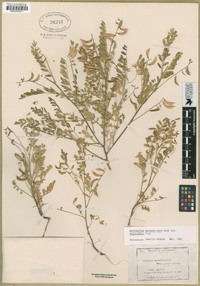 Astragalus sparsiflorus var. majusculus image