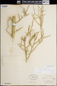 Parkinsonia microphylla image