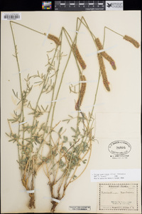 Dalea searlsiae image