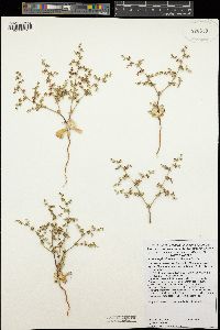 Centrostegia thurberi image