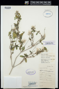 Barleria eranthemoides image