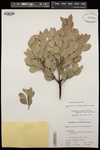 Arctostaphylos glandulosa image