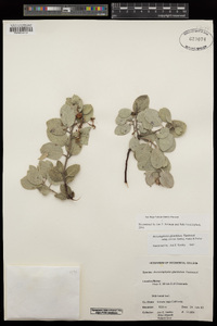 Arctostaphylos glandulosa subsp. erecta image