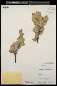Arctostaphylos glandulosa subsp. erecta image