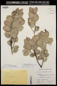 Arctostaphylos glandulosa image