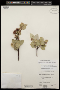 Arctostaphylos glandulosa subsp. leucophylla image