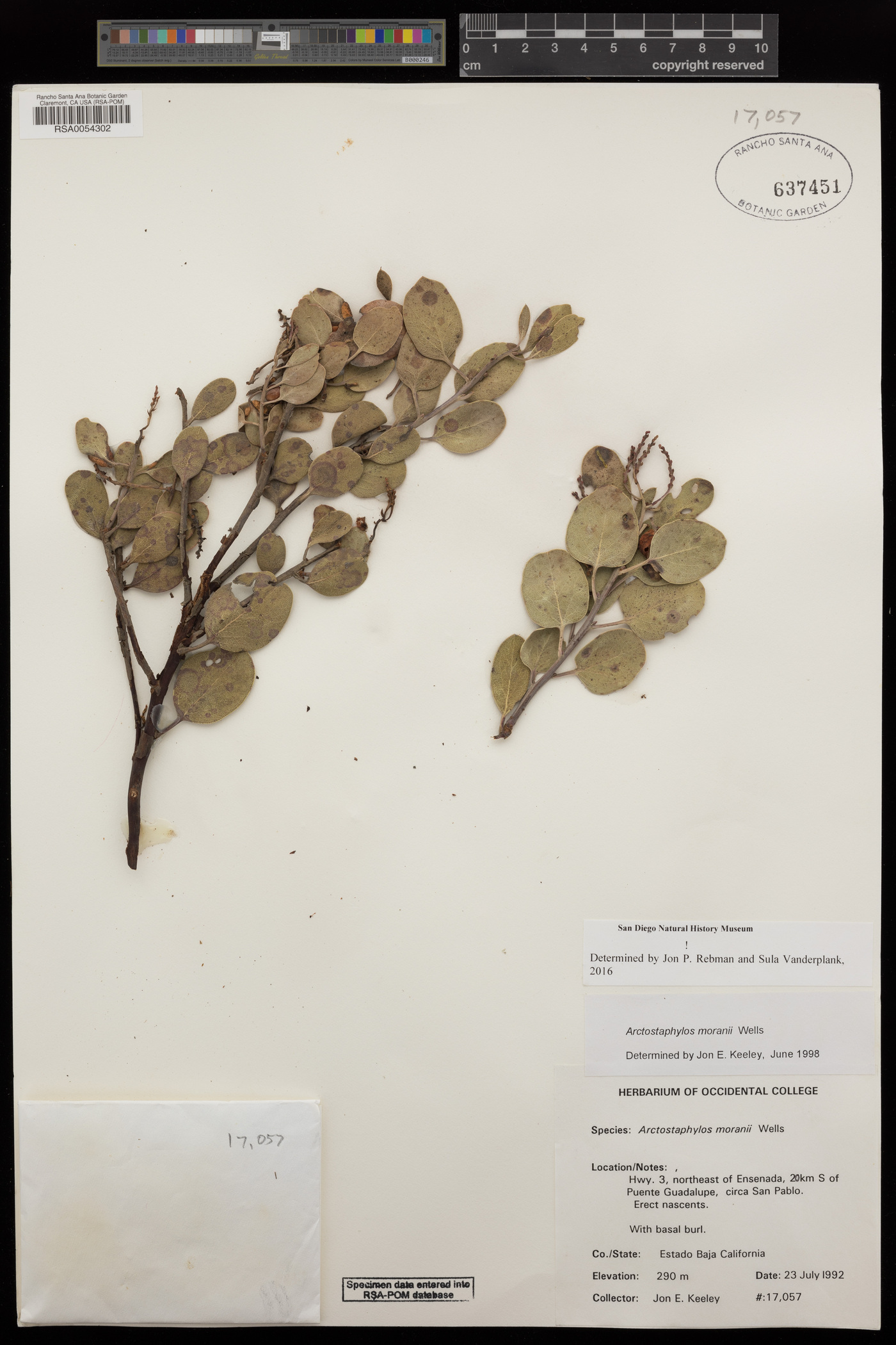 Arctostaphylos moranii image