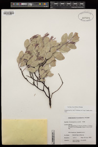 Arctostaphylos moranii image