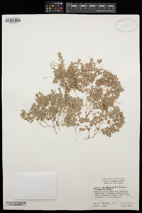 Euphorbia bartolomaei image