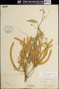 Prosopis velutina image