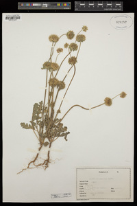 Salvia columbariae image