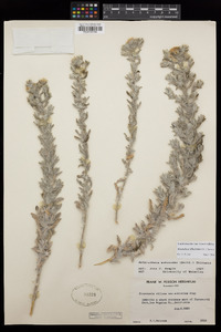 Heterotheca villosissima image
