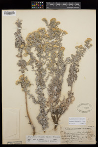 Heterotheca villosissima image