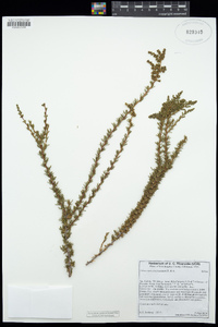 Adenostoma fasciculatum image