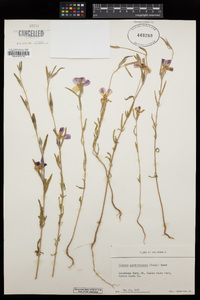 Clarkia purpurea image