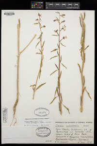 Clarkia tembloriensis image