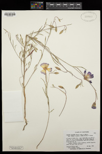 Clarkia gracilis subsp. tracyi image
