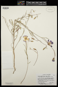 Clarkia gracilis image