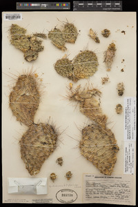 Opuntia polyacantha var. hystricina image