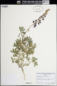 Lupinus albifrons var. douglasii image