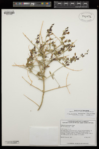 Scutellaria mexicana image