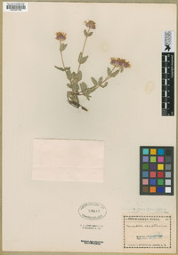 Monardella glauca image