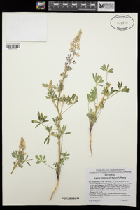 Lupinus arizonicus image