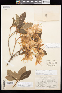 Rhododendron occidentale var. paludosum image
