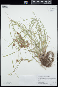 Cyperus retroflexus image