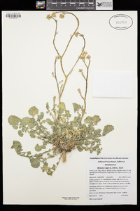 Brassica nigra image