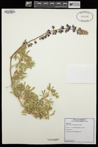 Lupinus albicaulis image