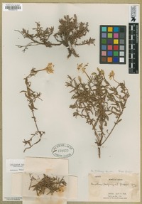 Calylophus hartwegii image