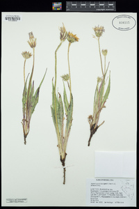 Agoseris glauca var. agrestis image