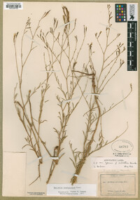 Epilobium brachycarpum image