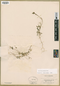 Epilobium minutum image