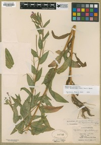 Epilobium ciliatum image