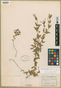 Epilobium glaberrimum subsp. fastigiatum image