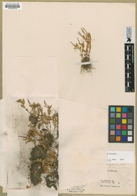 Epilobium halleanum image