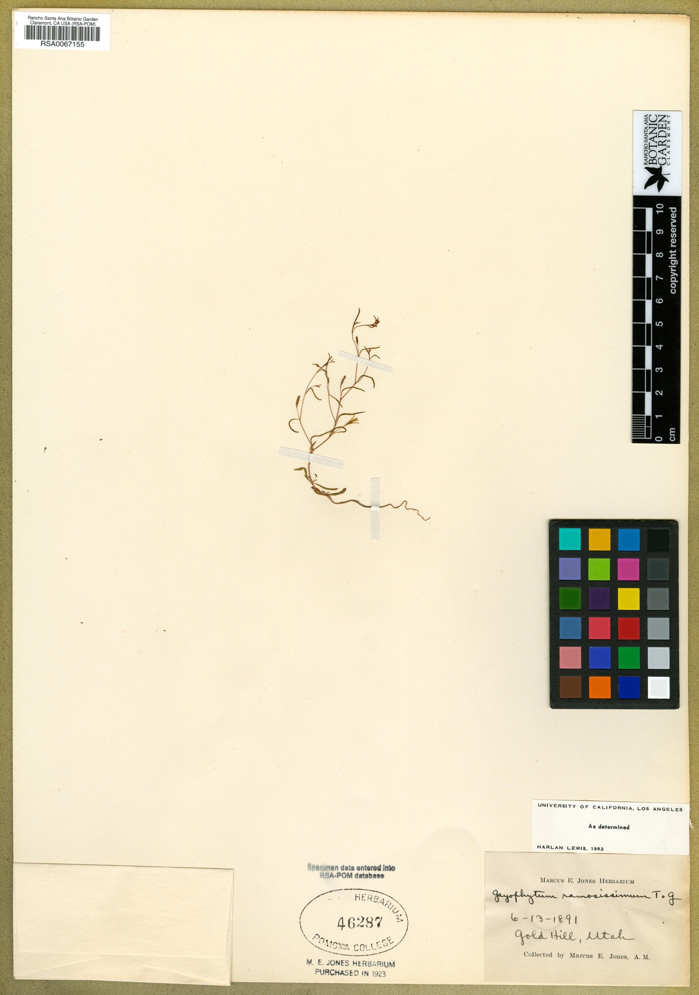 Gayophytum ramosissimum image