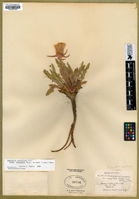 Oenothera cespitosa subsp. marginata image