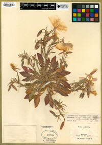 Oenothera albicaulis image